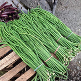 10 Long Green Bush Bean Seeds for Planting, Green Bean Vegetable Seeds, Compact Bush Bean Seeds for Garden and Container Growing