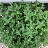 TANKDA Sets 2 Live Mint Plants Herb No Pot, Fresh Strawberry Mint for Indoor Outdoor Growing, Spring Planting, 5-9" in Tall