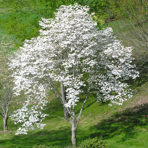 2 White Flowering Dogwood Trees Shrubs Bushes, Bare Root, 12-18" Dormant Dogwood Trees Live Plants for Planting Outside