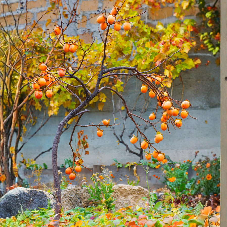 Set 2 Persimmon Live Plants, 1-2 Ft Bare Root Persimmon Plant, Perennial Hardy Fruit Plant for Garden, Patio and Landscape