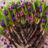 9 Comfrey Roots for Planting, Comfrey Cuttings Bocking 4 Rhizomes, 1-2", Perennial Herbs for Growing Outdoor, Fast Growth and High Yields
