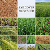 2 Lbs Rye Cover Crop Seeds for Planting, Rye Grass Seeds for Garden, Lawn, Outdoor Ground Cover, Easy to Plant