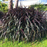 1 Ornamental Grass Plant - Black Fountain Grasses Live Plants Perennial - 5-9 Inc Tall - Live Grass Seedlings Indoor Outdoor