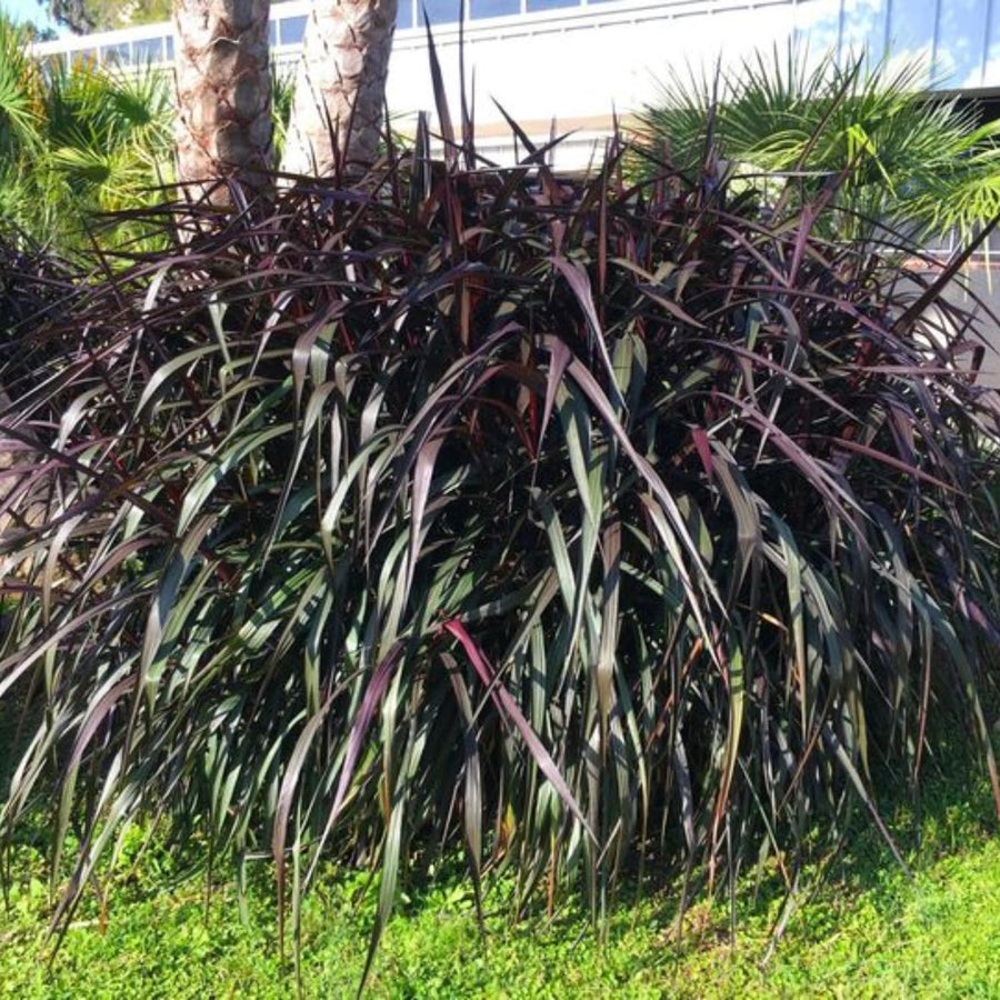 1 Ornamental Grass Plant - Black Fountain Grasses Live Plants Perennial - 5-9 Inc Tall - Live Grass Seedlings Indoor Outdoor