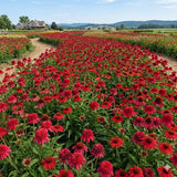 100 Coneflower Seeds for Planting, Double Red Coneflower Flower Seeds, Outdoor Indoor Garden Planting