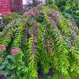 Set of 2 American Beautyberry Trees Live Plants, 16+ Inches Tall, 2–3 Years Old, Outdoor Beautyberry Shrubs for Garden Planting, No Pot