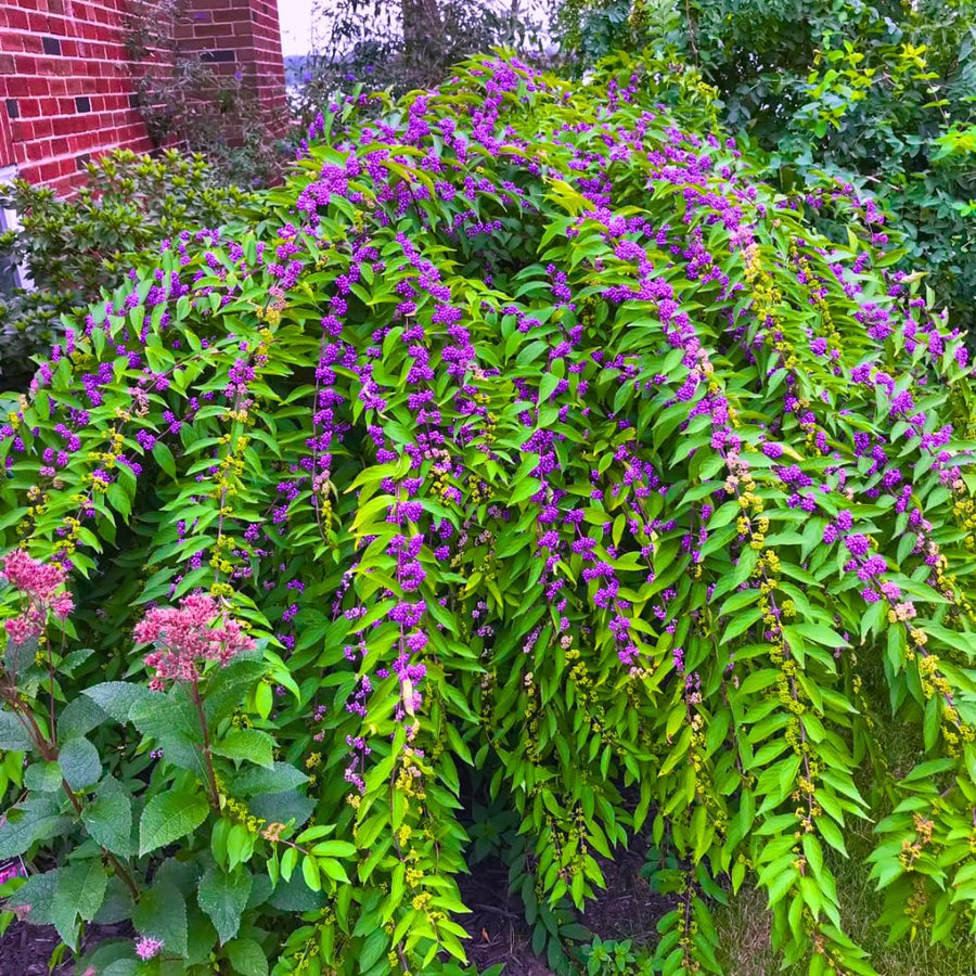 Set of 2 American Beautyberry Trees Live Plants, 16+ Inches Tall, 2–3 Years Old, Outdoor Beautyberry Shrubs for Garden Planting, No Pot