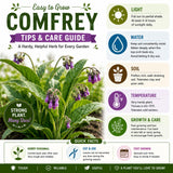 10 Comfrey Live Roots - Perennial Herb Bocking 14 Comfrey Plant Roots