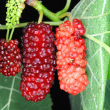 3 Years Old Red Mulberry Tree Live Plant, Ready to Bear Fruit, High Yielding, Zones 9-11, Size 2-3 Feet