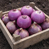 3 Purple Allium Bulbs for Planting, Decorative Flower Bulbs, Tall Blooming Garden Plants for Outdoor Beds and Borders