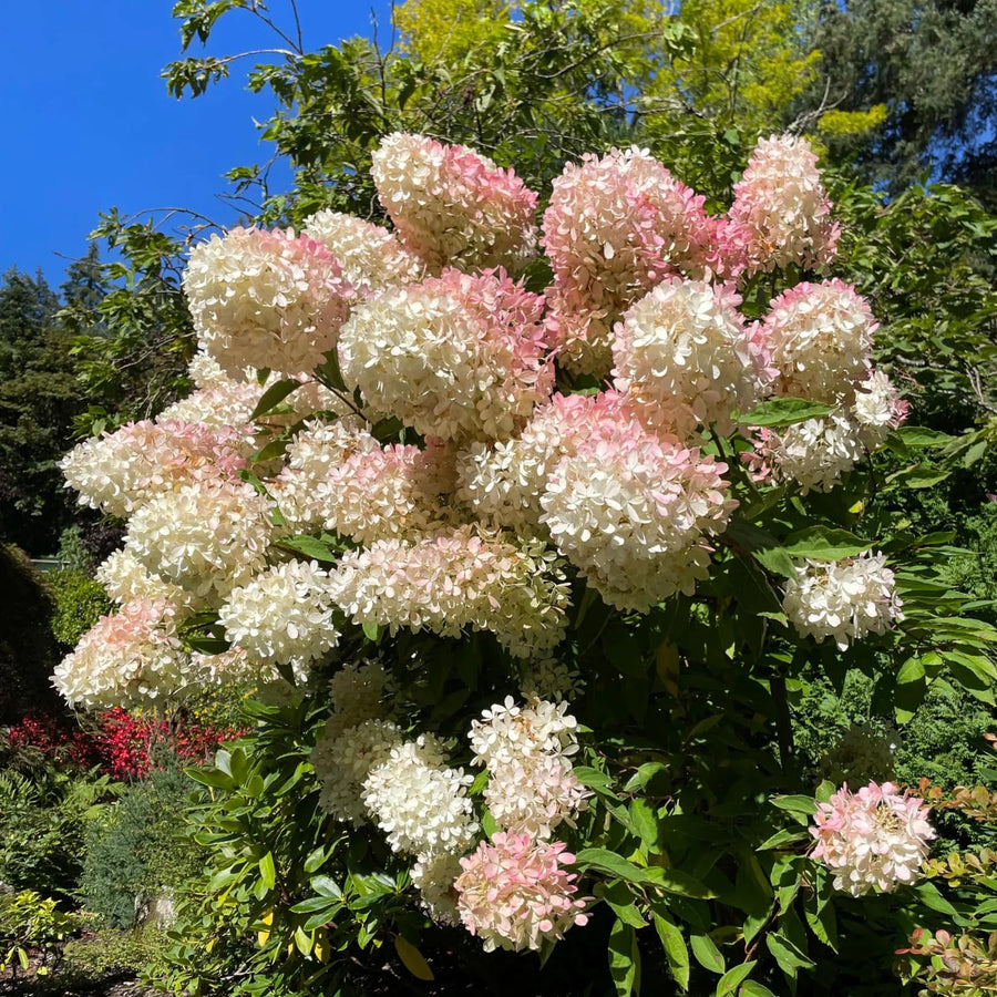 Pink White Hydrangea Live Plant, 2.5 Inch Pot, Color Changing Hydrangea Bush, Hardy Perennial Flowering Shrub, 6-12" Tall