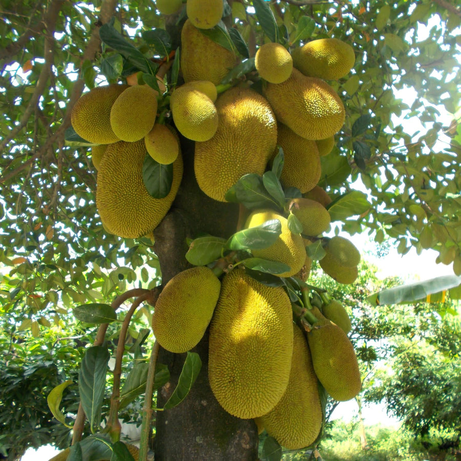 Dwarf Jackfruit Tree Live Plant, Tropical Jackfruit Plant Live, 6-8" Tall, 4 Inch Pot