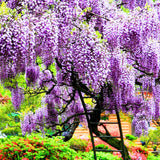 Purple Wisteria Tree Live Plant, Purple Wisteria Plant Live 6-12 Inc Height, in Pot, Wisteria Vine Live Plant, Fragrant Flowers
