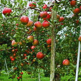Honeycrisp Apple Plant Live, 2 to 3 Feet Tall, Sweet Apple Fruit Tree Plant for Garden, Live Apple Tree, Apple Tree Live Plant