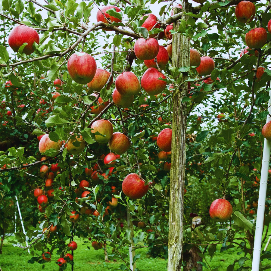 Honeycrisp Apple Plant Live, 2 to 3 Feet Tall, Sweet Apple Fruit Tree Plant for Garden, Live Apple Tree, Apple Tree Live Plant