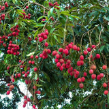 Live Lychee Fruit Tree, 3 Feet Tall Tropical Litchi Tree for Home Garden and Patio