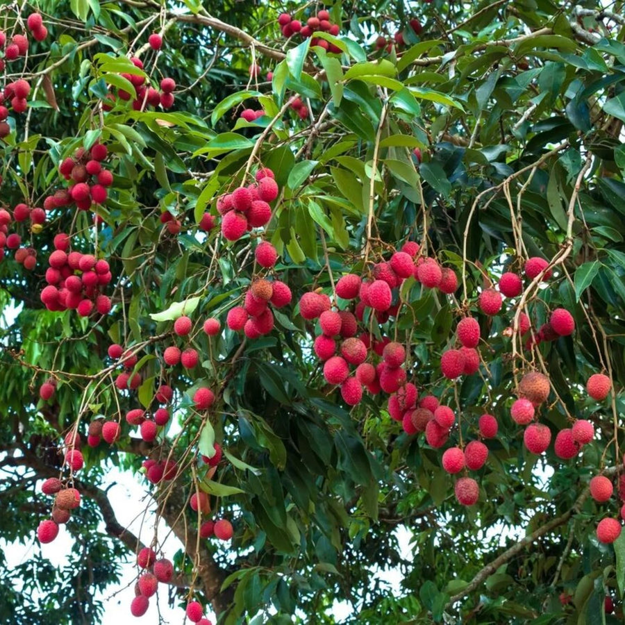 Live Lychee Fruit Tree, 3 Feet Tall Tropical Litchi Tree for Home Garden and Patio