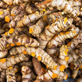 Pack 2 Curcuma Turmeric Ginger Plants Live 5 to 9 Inch Tall, Turmeric Live Plants, Ornamental Flowers