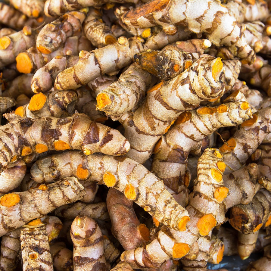 Pack 2 Curcuma Turmeric Ginger Plants Live 5 to 9 Inch Tall, Turmeric Live Plants, Ornamental Flowers