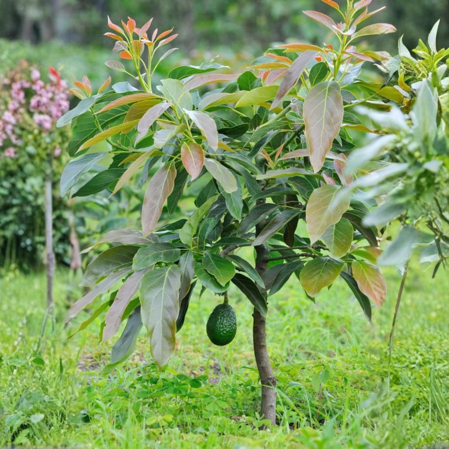 HASS Avocado Tree Live Plant, Avocado Fruit Tree for Garden or Container Growing, Well Rooted 6-10 Inches, Zones 9–11