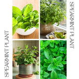 Spearmint Live Plant, Fragant Herb Spearmint Plant, Well Rooted, 4 Inches Pot, Indoor Outdoor Container or Garden Plant