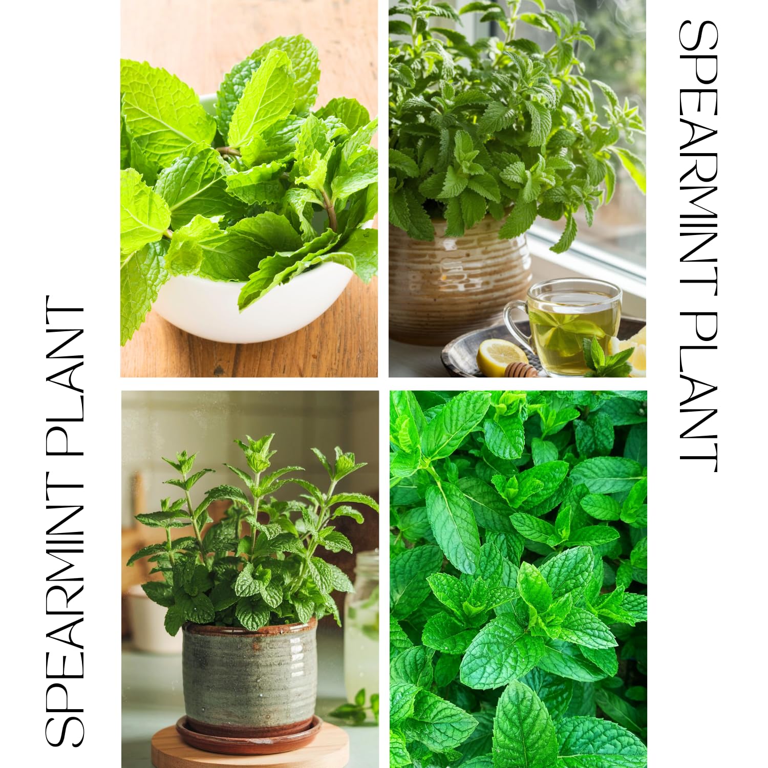 Spearmint Live Plant, Fragant Herb Spearmint Plant, Well Rooted, 4 Inches Pot, Indoor Outdoor Container or Garden Plant