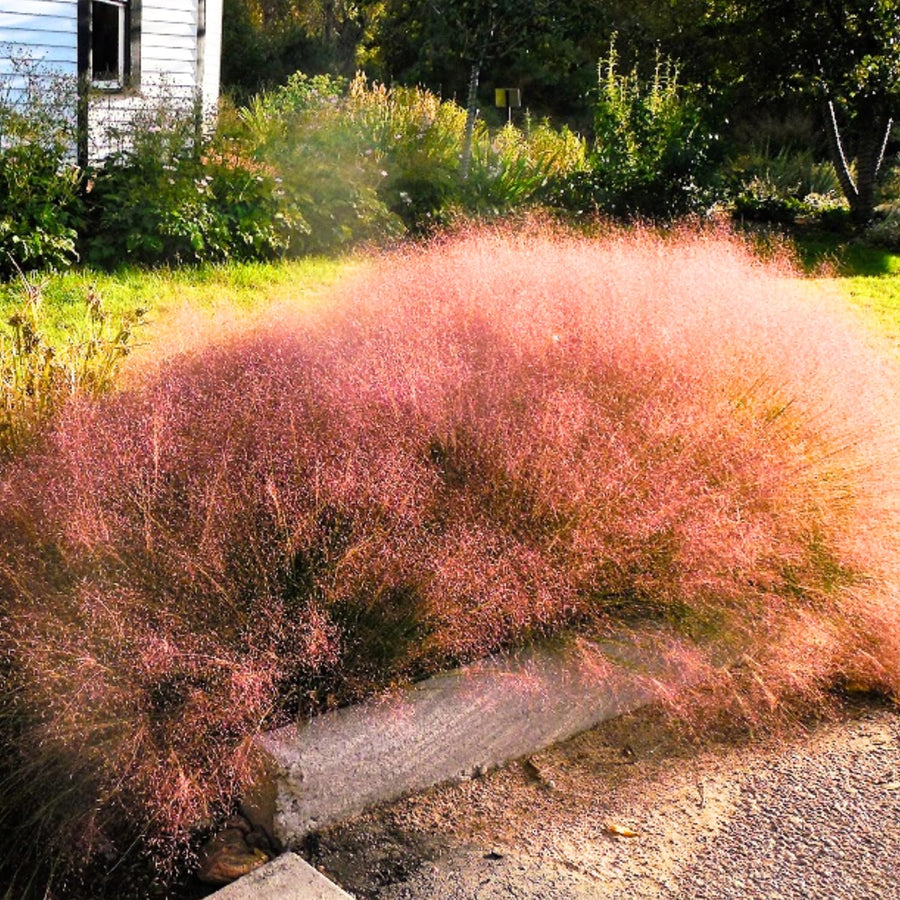 2 Ornamental Grass Plants - Muhly Grasses Live Plants Perennial - 5-9 Inc Tall - Live Grass Seedlings Indoor Outdoor (Ruby Muhly Grass)