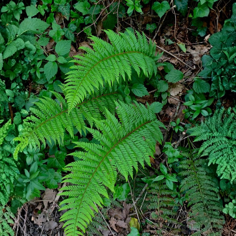 10 Lady Fern Live Rhizomes, Shade Perennial Fern Plants for Outdoor Growing, Hardy, Fast Growing