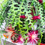 Fishbone Cactus Live Plant in Pot, Starter Epiphyllum Cactus for Hanging Basket Succulents Plant Live, 6-7" Tall in 2" Pot Houseplant Trailing Indoor