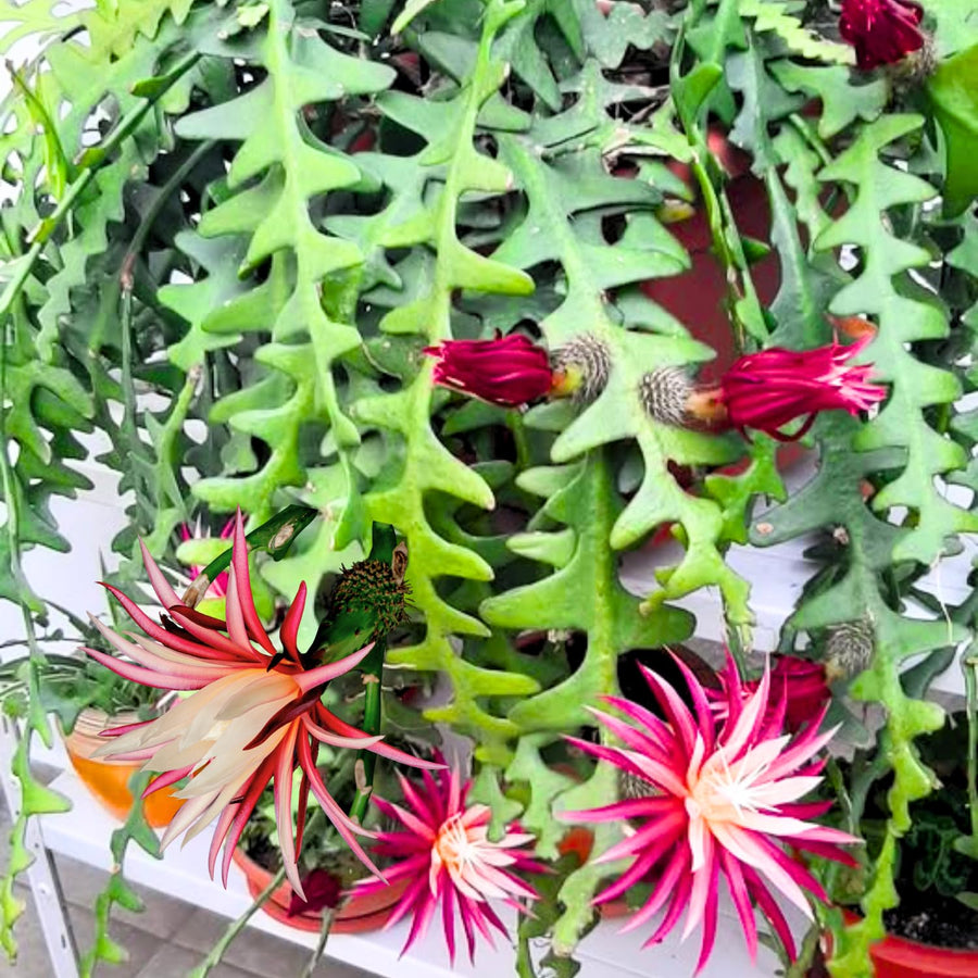 Fishbone Cactus Live Plant in Pot, Starter Epiphyllum Cactus for Hanging Basket Succulents Plant Live, 6-7" Tall in 2" Pot Houseplant Trailing Indoor