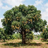 Live Mango Tree 22-26'' Tall in 1 Gallon Pot, Tropical Sweet Fruit Tree, 2 Ft Young Plant, Ready to Grow Outdoor