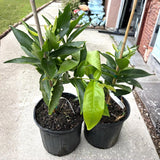 Sweet Red Wax Apple Tree Live Plant, 3 Feet Tall Tropical Fruit Tree, Zones 9-11 for Outdoor Indoor Planting, Rare Fruit