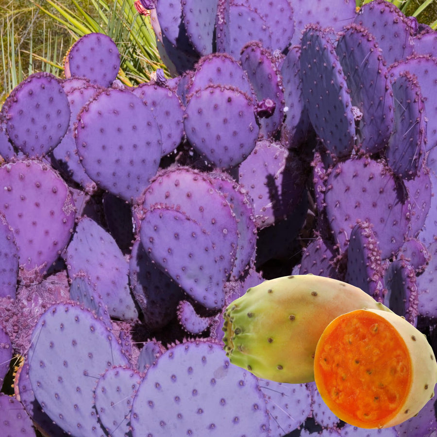 Purple Prickly Pear Cactus 6-8in in Tall for Outdoor Planting, Cold Hardy