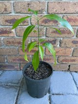 Sweet Mango Tree Live Plant, 2 Years Old Mango Tree Fullt Rooted, Tropical Fruit Tree for Containers and Garden Growing