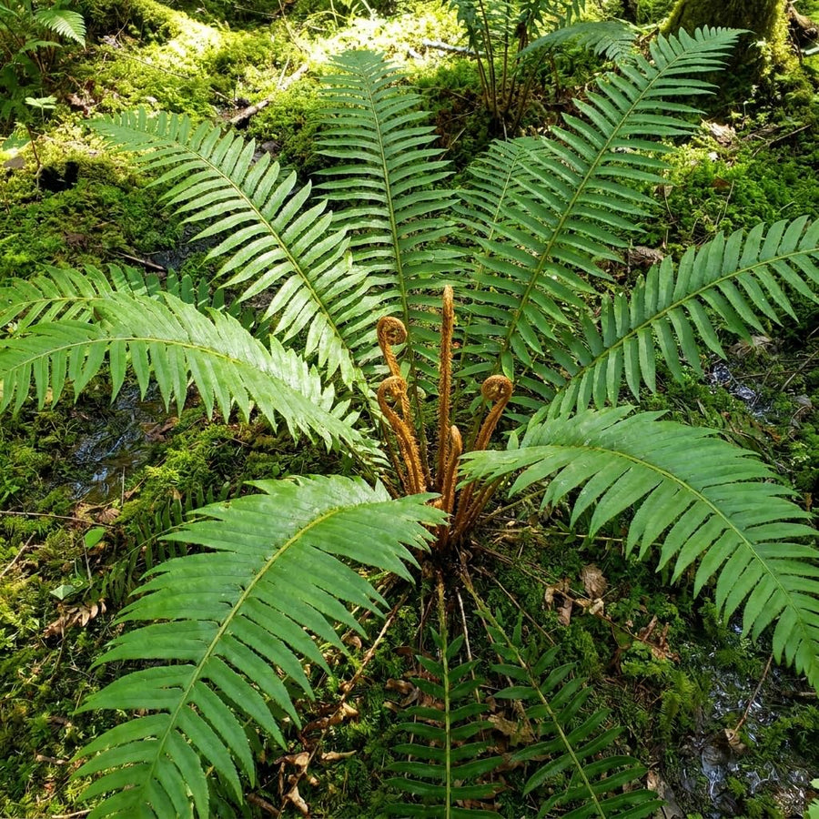 10 Cinnamon Fern Live Rhizomes, Shade Perennial Fern Plants for Outdoor Growing, Hardy, Fast Growing