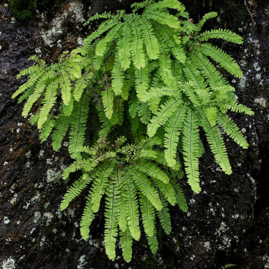 10 Maidenhair Fern Live Rhizomes, Shade Perennial Fern Plants for Outdoor Growing, Hardy, Fast Growing