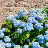 Blue Hydrangea Live Plant, 2.5 Inch Pot, Color Changing Hydrangea Bush, Hardy Perennial Flowering Shrub, 6-12" Tall