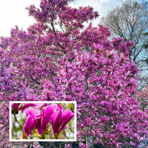 Ann Magnolia Tree Live Plant in 2.5 Inches Pot, Dormant in Winter, 6-12 Inches in Tall, Ornamental Spring Flowering Tree, Outdoor