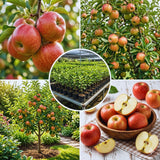 Apple Tree Live Plant, 2-3 Feet Tall, Sweet Apple Fruit Tree Plant, Apple Plant Live for Growing Backyard Orchard