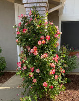 Fourth of July White Red Climbing Rose Live Plant Bare Root, Live Rose Bushes Ready to Plant Outdoor, 7-12 Inc Tall, Well Rooted, Cold Hardy
