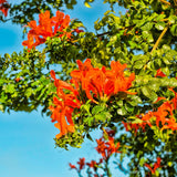 Orange Honeysuckle Plant Live 4-8 Inches, Vibrant Honeysuckle Climbing Plant in 4" Pot, Outdoor Garden Planting