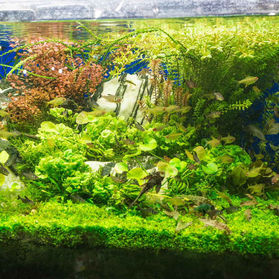 100 Aquarium Grass Seeds for Planting, Mix Aquarium Seeds, Aquatic Grass Garden