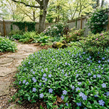 2 Vinca Minor Live Vines in 4 Inch Pot, Periwinkle Ground Cover Plant for Shade and Sun, Trailing Vine for Garden
