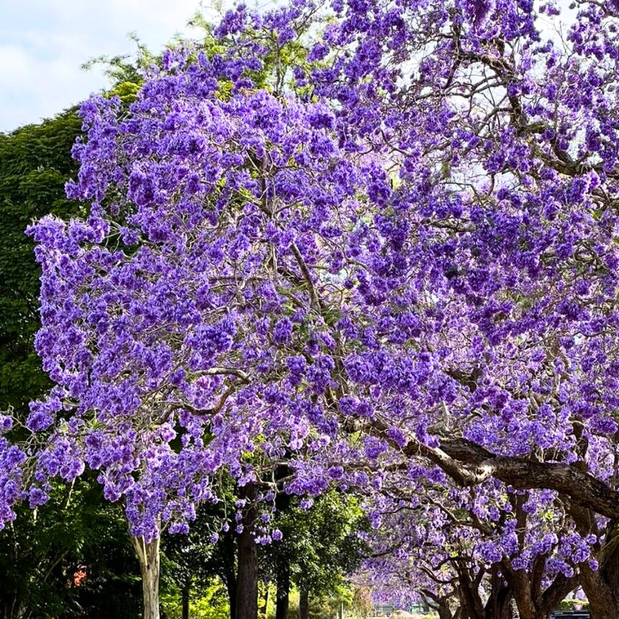 Jacaranda Tree Live Plant, 4-6 Inches Tall, Blue Purple Flowering Ornamental Tree for Outdoor Planting