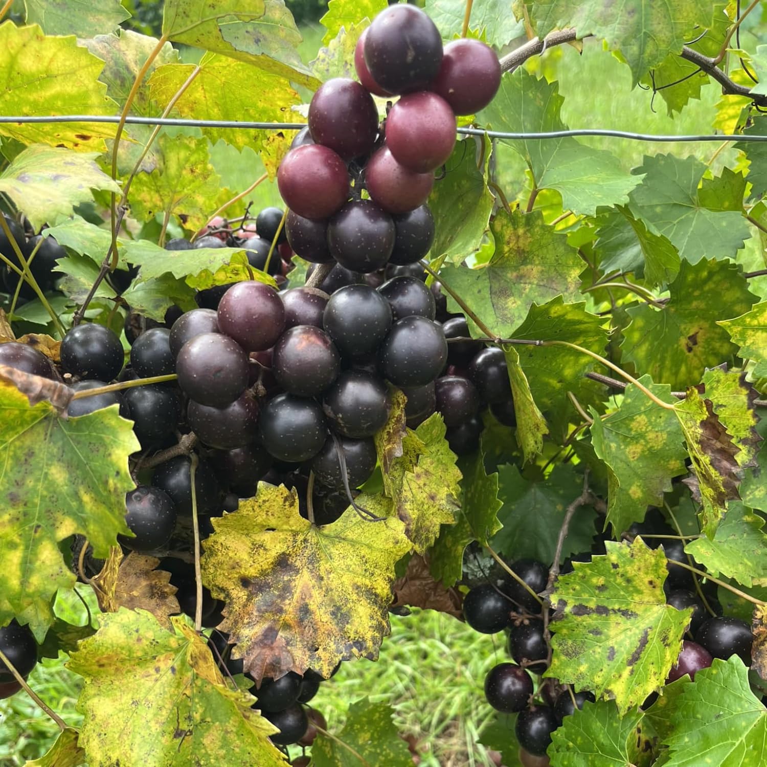 2 Muscadine Grape Vine Plants Live, in 4 Inc Pot, Grape Plant Live Grape Tree, Sweet Grape Fruit Tree for Planting