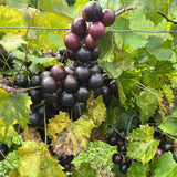 2 Muscadine Grape Vine Plants Live, in 4 Inc Pot, Grape Plant Live Grape Tree, Sweet Grape Fruit Tree for Planting
