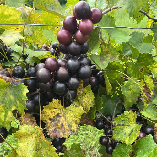 2 Muscadine Grape Vine Plants Live, in 4 Inc Pot, Grape Plant Live Grape Tree, Sweet Grape Fruit Tree for Planting