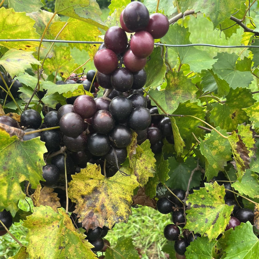 Sweet Muscadine Grape Vine Plant Live for Planting, Live Grape Tree, 4" Pot, Grape Fruit Tree for Planting
