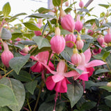 Fuchsia Plant, 3 to 4 Inch Tall Fuchsia Plants Live, Hanging Fuchsias Plants Well Rooted for Planting, Hardy Fuchsias Live Plants, Perennial, Colorful Flowers (Dark Pink Flowers)