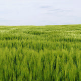 4Lbs Rye Cover Crop Seeds for Planting, Rye Grass Seeds for Garden, Lawn, Outdoor Ground Cover
